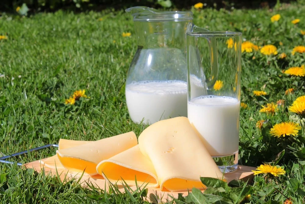 Milchprodukte Milchprodukte auf einer Wiese